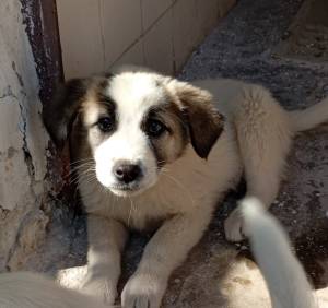 dog image